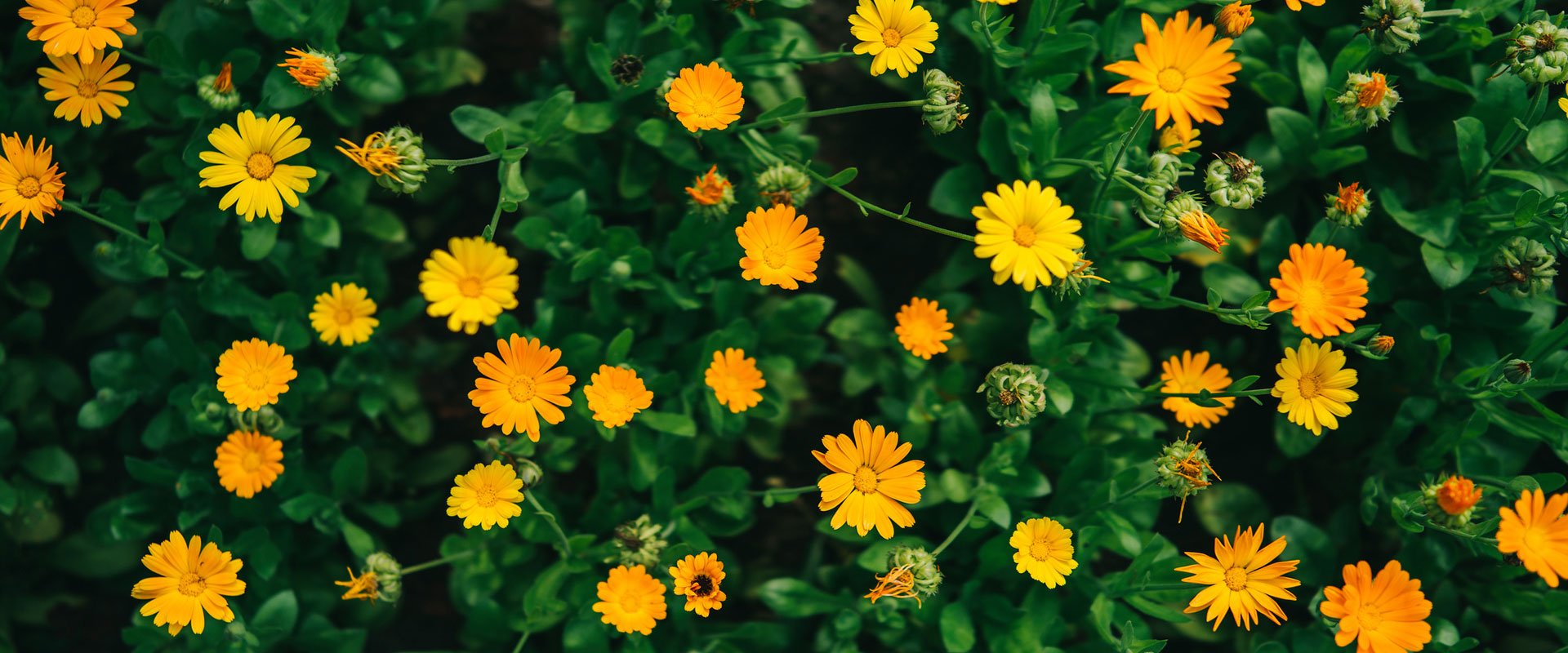 Official L'Oréal image related to Kiehl's calendula ingredient sourcing